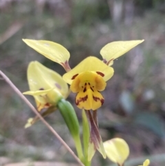 Diuris sulphurea at Vincentia, NSW - suppressed