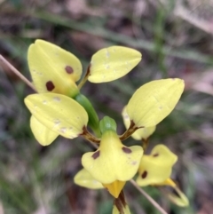 Diuris sulphurea at Vincentia, NSW - suppressed