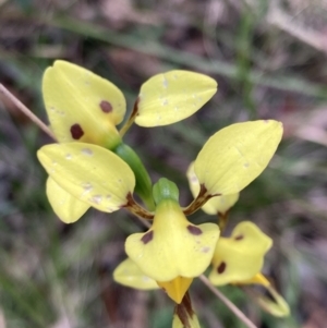 Diuris sulphurea at Vincentia, NSW - 26 Oct 2022