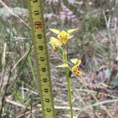 Diuris sulphurea at Vincentia, NSW - suppressed