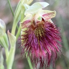 Calochilus paludosus (Strap Beard Orchid) at Vincentia, NSW - 26 Oct 2022 by AnneG1