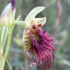 Calochilus paludosus at Vincentia, NSW - suppressed