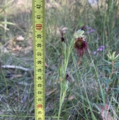 Calochilus paludosus at Vincentia, NSW - suppressed