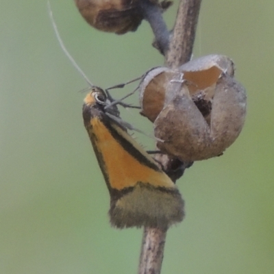 Philobota undescribed species near arabella (A concealer moth) at Michelago, NSW - 11 Oct 2022 by MichaelBedingfield