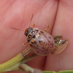 Paropsisterna m-fuscum (Eucalyptus Leaf Beetle) at West Belconnen Pond - 7 Oct 2022 by Christine