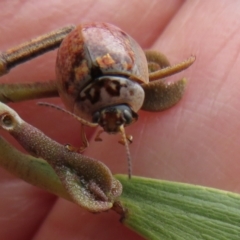 Paropsisterna m-fuscum at Dunlop, ACT - 8 Oct 2022 10:42 AM