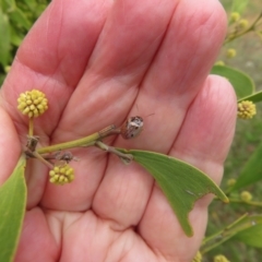 Paropsisterna m-fuscum at Dunlop, ACT - 8 Oct 2022 10:42 AM