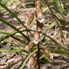 Gastrodia sesamoides (Cinnamon Bells) at Vincentia, NSW - 27 Oct 2022 by AnneG1