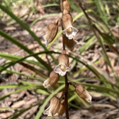 Gastrodia sesamoides (Cinnamon Bells) at Vincentia, NSW - 26 Oct 2022 by AnneG1