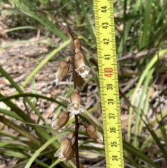 Gastrodia sesamoides at Vincentia, NSW - suppressed