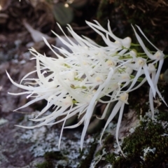 Dockrillia linguiformis (Thumb-nail Orchid) at Jervis Bay National Park - 27 Oct 2022 by AnneG1