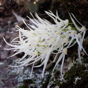 Dockrillia linguiformis at Hyams Beach, NSW - 27 Oct 2022