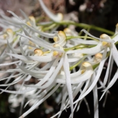 Dockrillia linguiformis at Hyams Beach, NSW - suppressed