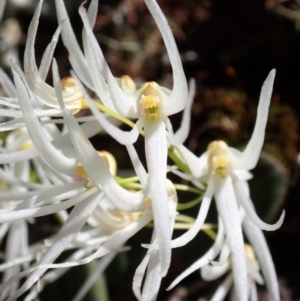 Dockrillia linguiformis at Hyams Beach, NSW - 27 Oct 2022