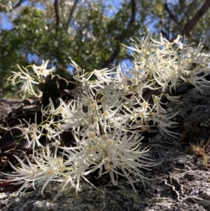 Dockrillia linguiformis at Hyams Beach, NSW - 27 Oct 2022