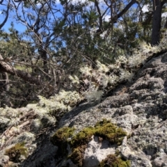 Dockrillia linguiformis at Hyams Beach, NSW - 27 Oct 2022