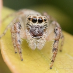 Opisthoncus grassator (Jumping spider) at Duffy, ACT - 27 Oct 2022 by patrickcox