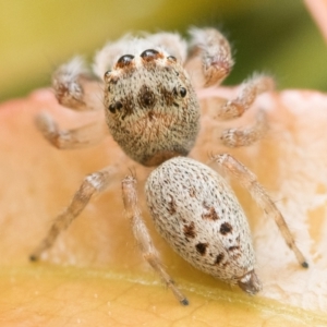 Opisthoncus grassator at Duffy, ACT - 28 Oct 2022