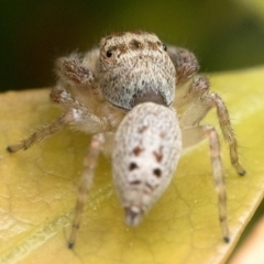 Opisthoncus grassator at Duffy, ACT - 28 Oct 2022