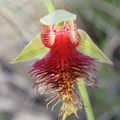 Calochilus pulchellus (Pretty Beard Orchid) at Vincentia, NSW - 26 Oct 2022 by AnneG1
