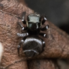 Omoedus marginatus (Tiny Ant-eating Jumper) at Duffy, ACT - 27 Oct 2022 by patrickcox