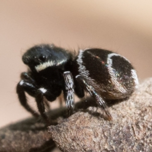 Zenodorus marginatus at Duffy, ACT - suppressed