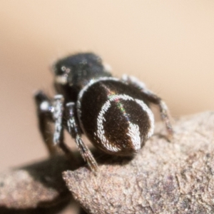 Zenodorus marginatus at Duffy, ACT - suppressed