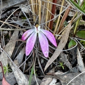 Caladenia fuscata at Aranda, ACT - 27 Oct 2022