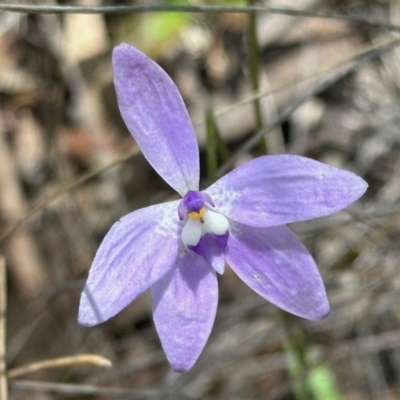 Glossodia major (Wax Lip Orchid) at Aranda, ACT - 27 Oct 2022 by KMcCue