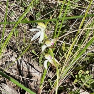 Caladenia moschata at Aranda, ACT - suppressed