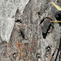 Fabriogenia sp. (genus) (Spider wasp) at Aranda Bushland - 27 Oct 2022 by KMcCue