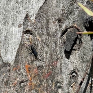 Fabriogenia sp. (genus) at Aranda, ACT - 27 Oct 2022