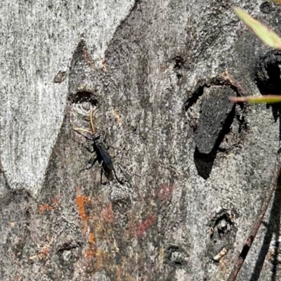Fabriogenia sp. (genus) (Spider wasp) at Aranda Bushland - 27 Oct 2022 by KMcCue