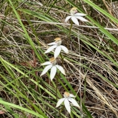 Caladenia moschata (Musky Caps) at Aranda, ACT - 27 Oct 2022 by KMcCue