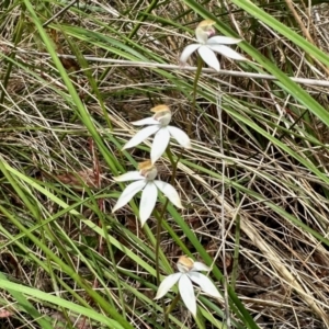 Caladenia moschata at Aranda, ACT - 27 Oct 2022