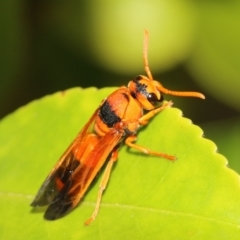 Anterhynchium nigrocinctum (Potter Wasp) at Kingston, ACT - 3 Mar 2022 by HaukeKoch