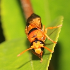 Anterhynchium nigrocinctum at Kingston, ACT - 3 Mar 2022 11:30 AM