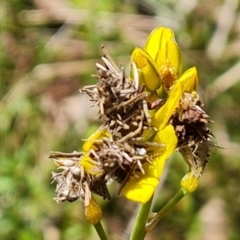 Heliocosma melanotypa (A tortrix or leafroller moth) at Isaacs Ridge and Nearby - 29 Oct 2022 by Mike