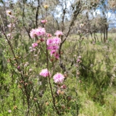 Kunzea parvifolia (Violet Kunzea) at Isaacs Ridge and Nearby - 28 Oct 2022 by Mike