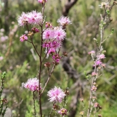 Kunzea parvifolia at Jerrabomberra, ACT - 28 Oct 2022