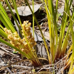 Lomandra filiformis subsp. coriacea at Jerrabomberra, ACT - 28 Oct 2022