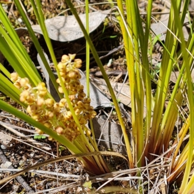 Lomandra filiformis subsp. coriacea (Wattle Matrush) at Isaacs Ridge and Nearby - 28 Oct 2022 by Mike