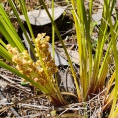 Lomandra filiformis subsp. coriacea (Wattle Matrush) at Jerrabomberra, ACT - 28 Oct 2022 by Mike