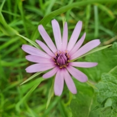 Tragopogon porrifolius subsp. porrifolius (Salsify, Oyster Plant) at Isaacs Ridge and Nearby - 28 Oct 2022 by Mike