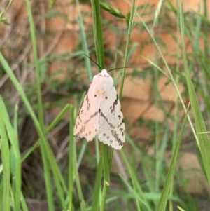 Ardices canescens at Curtin, ACT - suppressed