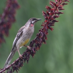 Anthochaera carunculata (Red Wattlebird) at Wodonga, VIC - 28 Oct 2022 by KylieWaldon