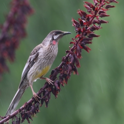 Anthochaera carunculata (Red Wattlebird) at Wodonga - 28 Oct 2022 by KylieWaldon