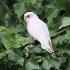 Cacatua sanguinea (Little Corella) at Wodonga - 28 Oct 2022 by KylieWaldon