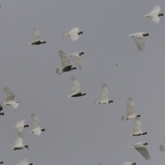 Cacatua sanguinea at Wodonga, VIC - 28 Oct 2022 12:42 PM