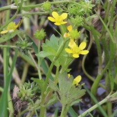 Ranunculus muricatus (Sharp Buttercup) at Wodonga - 28 Oct 2022 by KylieWaldon